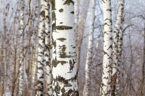 White bark on a birch tree as background