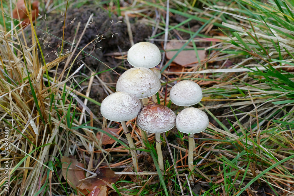 Protostropharia semiglobata, commonly known as the dung roundhead, the halfglobe mushroom, or the hemispheric stropharia Protostropharia semiglobata, commonly known as the dung roundhead, the halfglobe mushroom, or the hemispheric stropharia