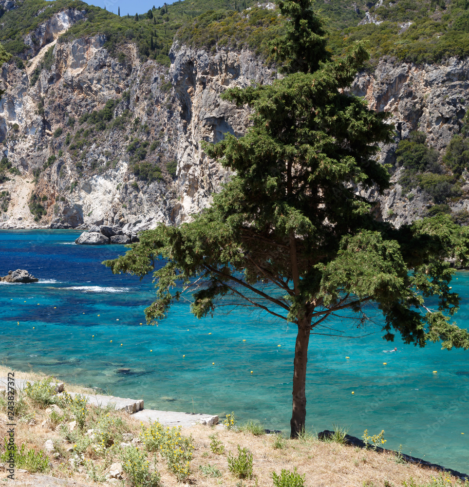 Mediterranean spruce tree growing near the sea coast, turquoise clear azure water, rocky maintains in the background. Corfu, Greece. Holidays in Greece.