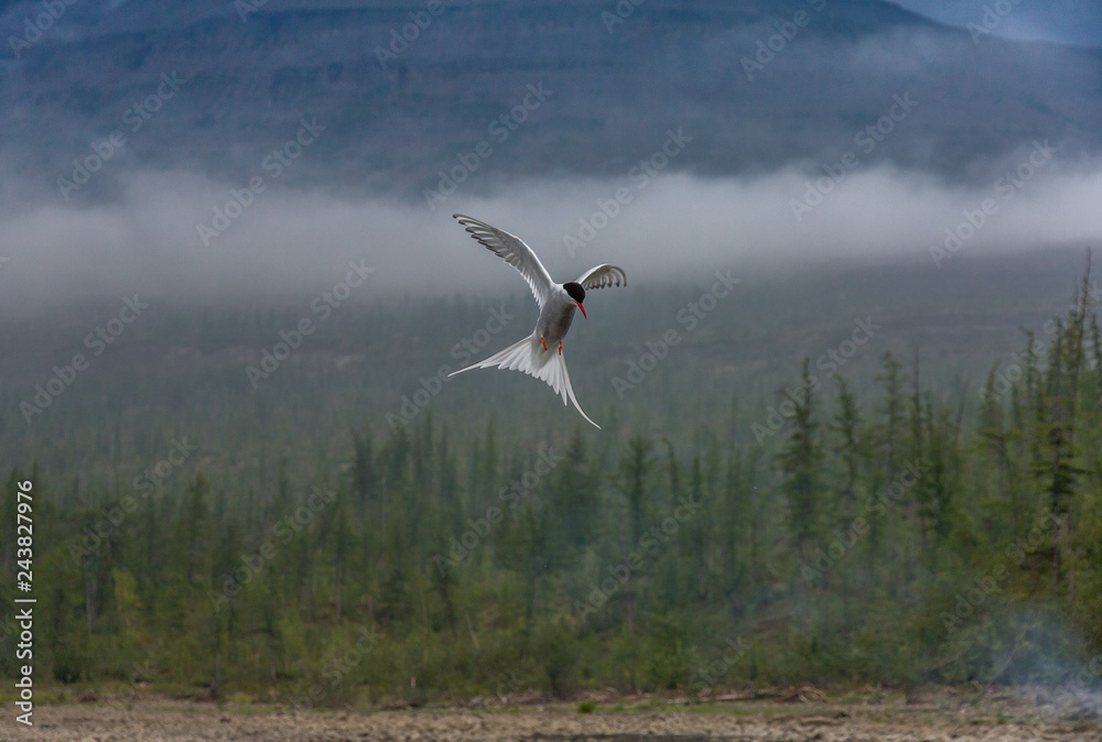 Fototapeta premium polar tern in flight