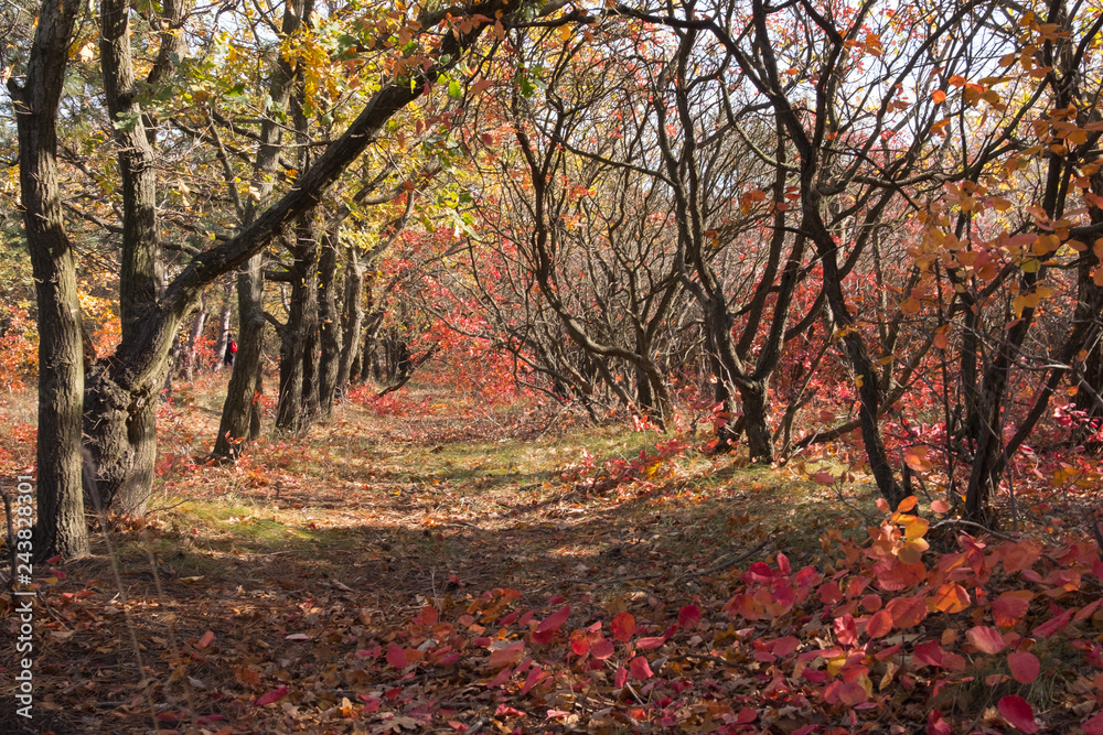 Beautiful fabulous autumn forest. Autumn trees with orange and red leaves.Forest path in the leaves.