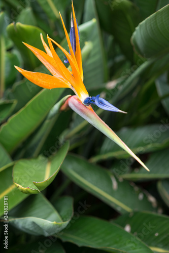Strelitzia Reginae flower closeup (bird of paradise flower)