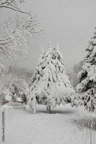 Christmas tree in the snow. Snow drifts on the coniferous tree in the park. Winter park in the snow.