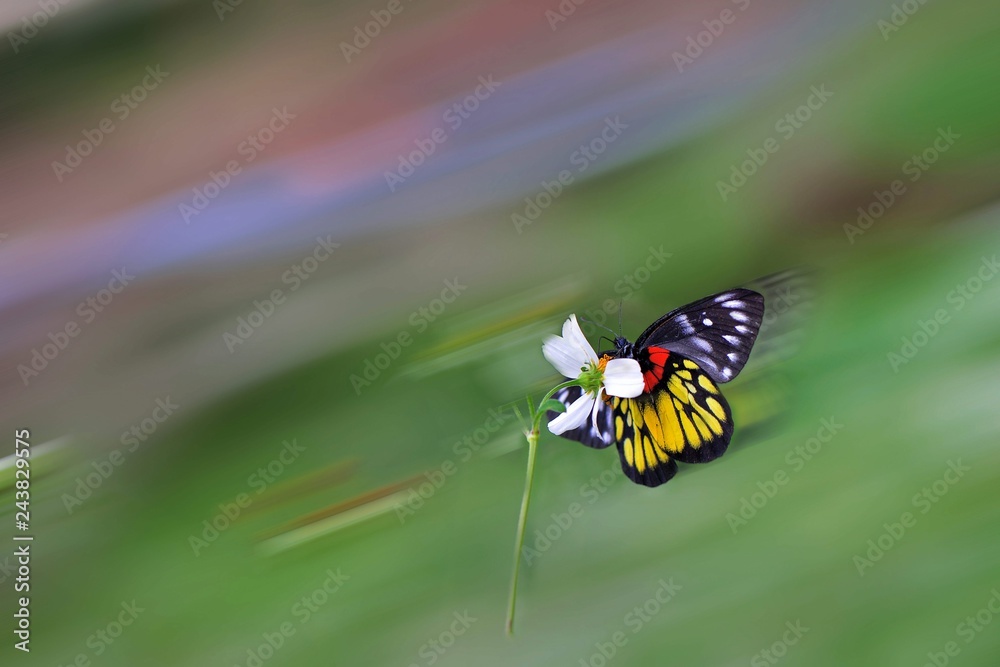Butterfly from the Taiwan (Delias pasithoe curasena) Red shoulder butterfly in the flower. Butterfly from the Taiwan (Delias pasithoe curasena) Red shoulder butterfly in the flower.
