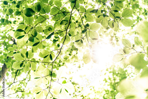 Lichtdurchflutete Baumkronen