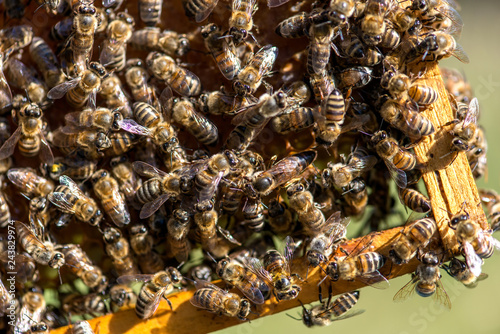The queen bee swarm. Close-up of a queen bee - selective focus