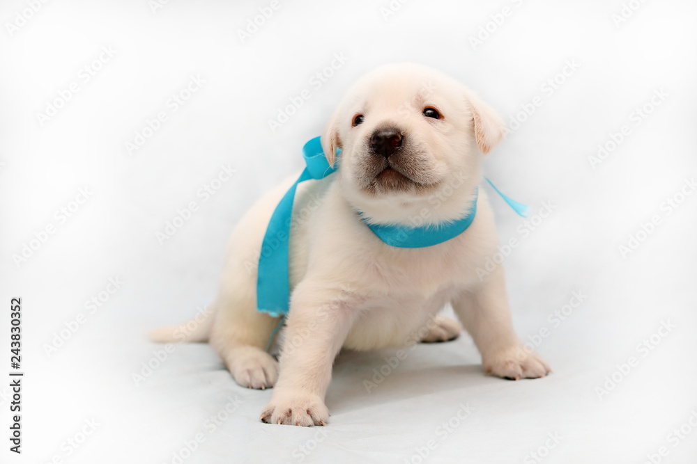 Three-week male Labrador puppy of pale yellow suit close-up sitting with turquoise ribbon Three-week male Labrador puppy of pale yellow suit close-up sitting with turquoise ribbon