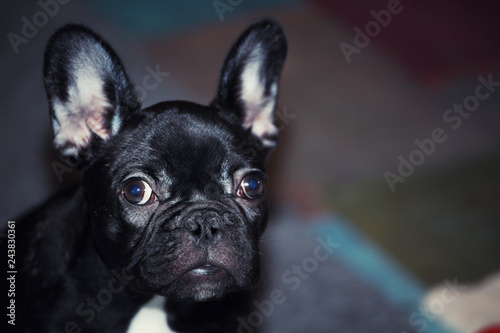 Fototapeta Naklejka Na Ścianę i Meble -  black french bulldog puppy home interior 