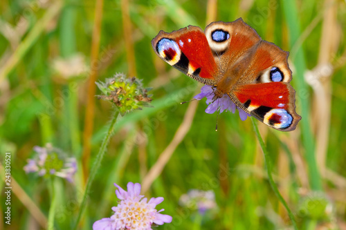 European Peacock  Inachis io 