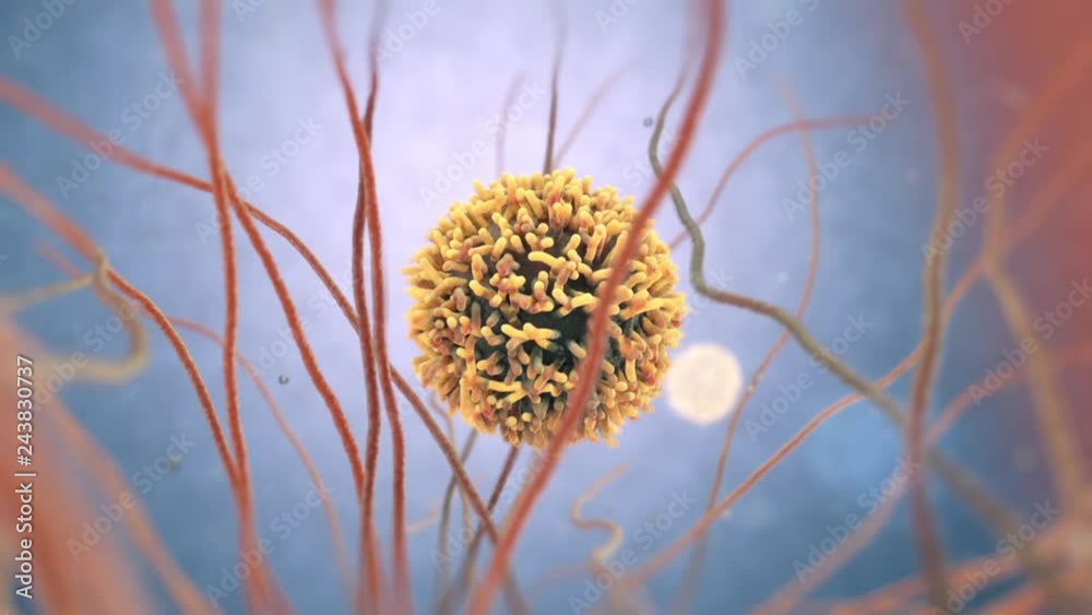 3d animation of white blood cells also called leukocytes or leucocytes