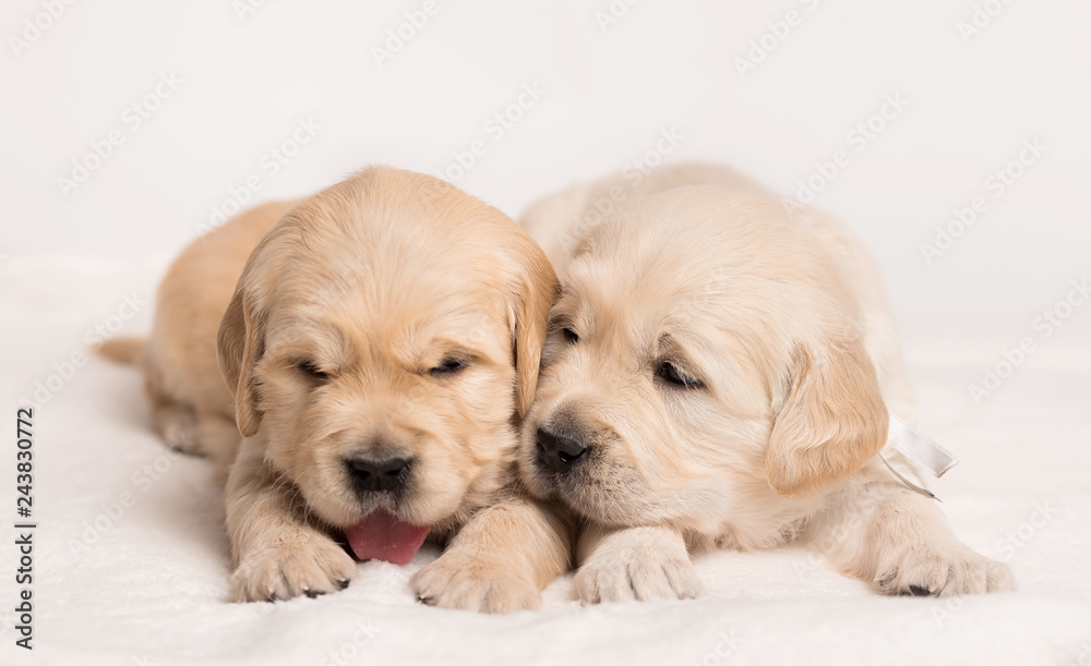 Golden Retriever dog on a white background Golden Retriever dog on a white background