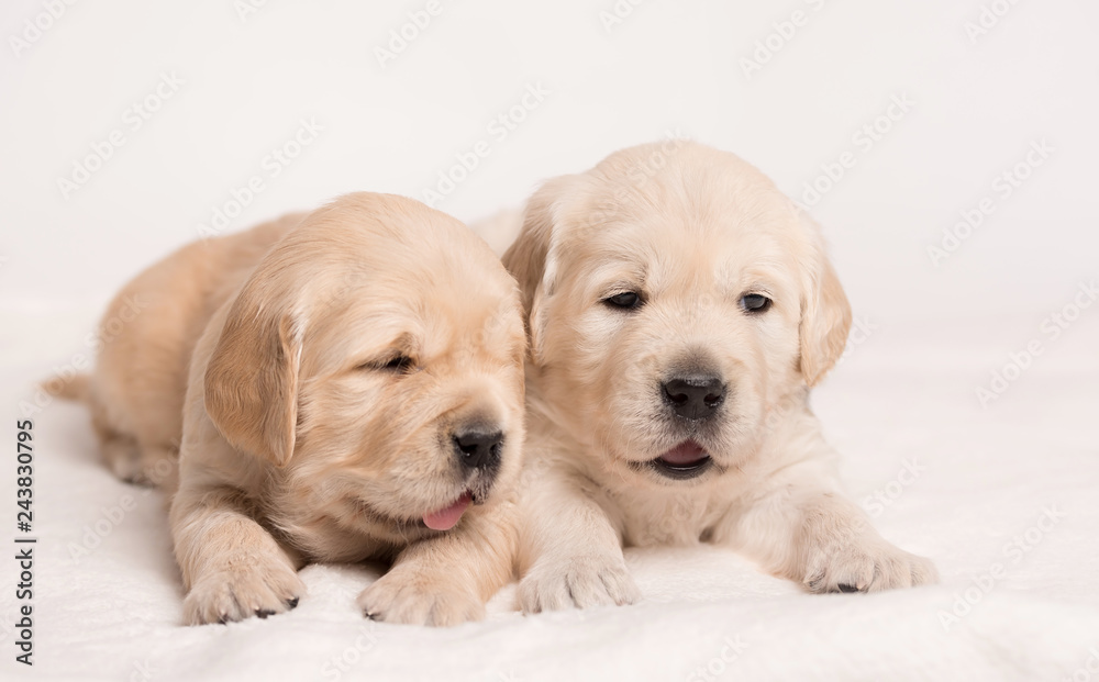 Golden Retriever dog on a white background Golden Retriever dog on a white background