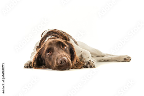 Fototapeta Naklejka Na Ścianę i Meble -  Kleiner munsterlander or heidewachtel lying down with its head on the floor looking up isolated on a white background