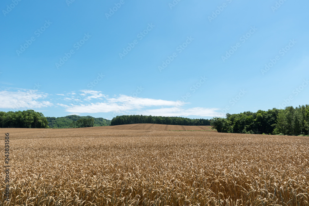 小麦畑の丘