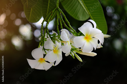 white pumeria flowers with black background ang light bokeh ,natural photo