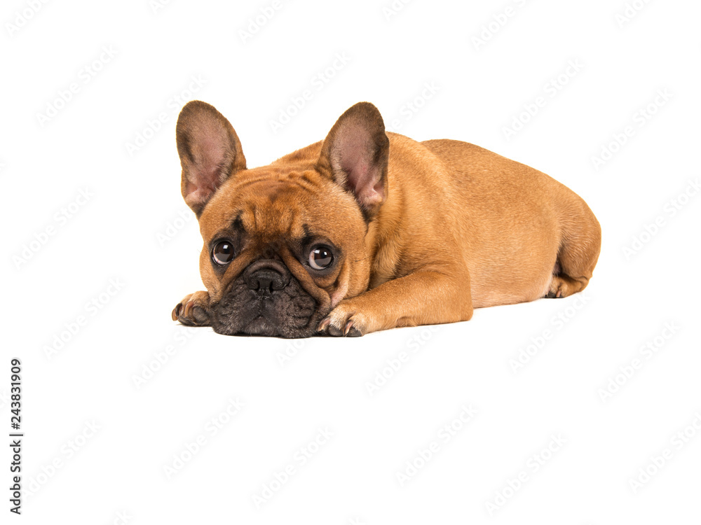 Cute french bulldog lying with head on the floor looking at the camera isolated on a white background