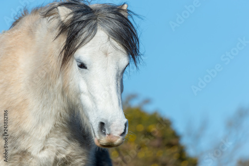 Weisses Pferd mit grauen Haaren 