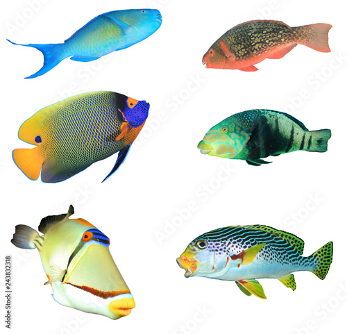 Tropical reef fish isolated on white background 
