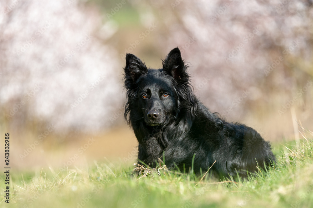 Schwarzer Schäferhund leigt auf einer Wiese Schwarzer Schäferhund leigt auf einer Wiese