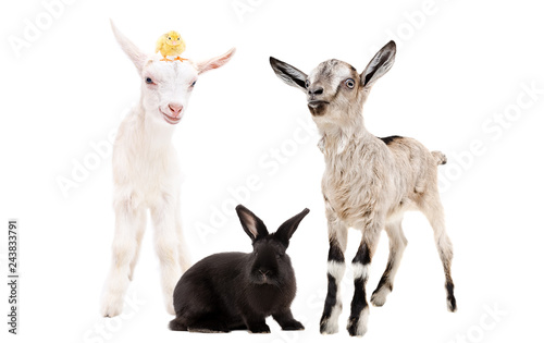 Two little goats and a black rabbit together isolated on white background