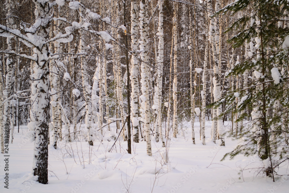 birch forest in winter birch forest in winter