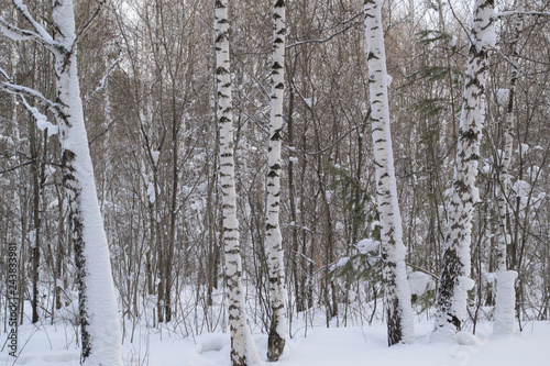 birch forest in winter