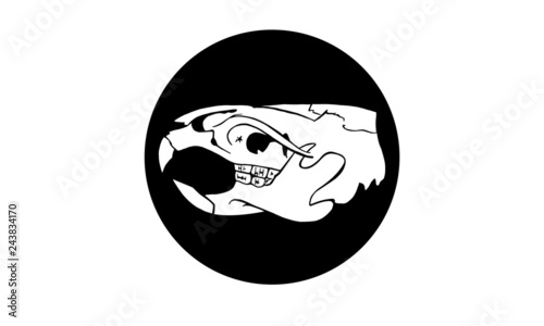 Rat Skull | Rattenschädel