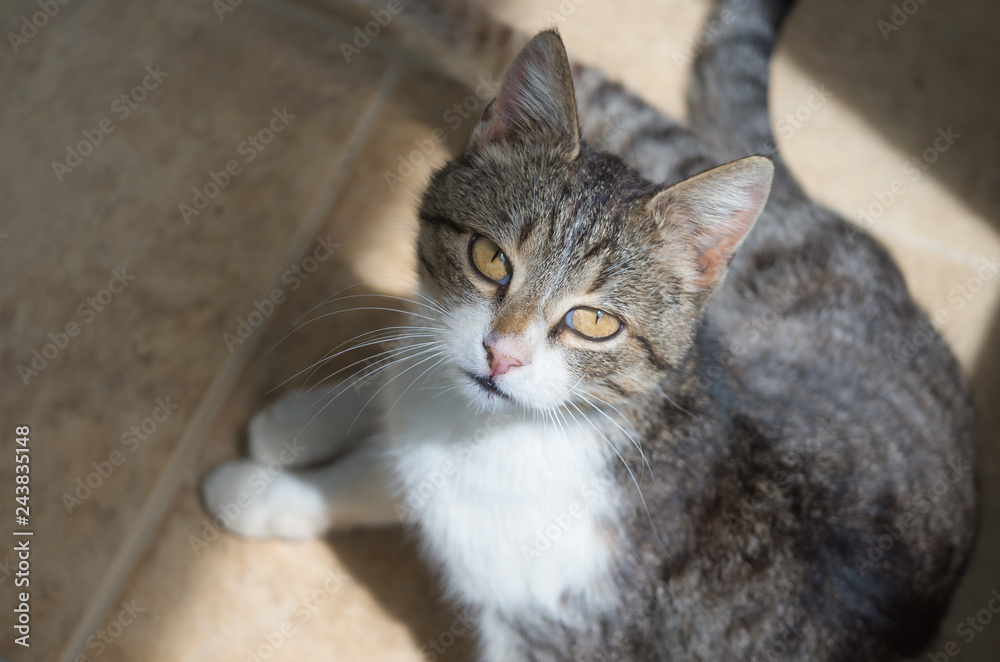 cat with green eyes