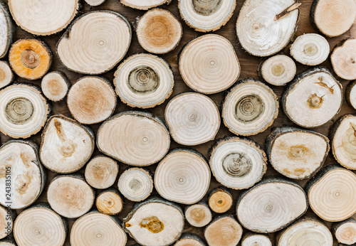 sawn tree trunks of different sizes and shapes
