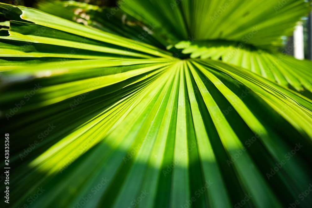 Obraz premium Colorful tropical palm leaves. Close-up.