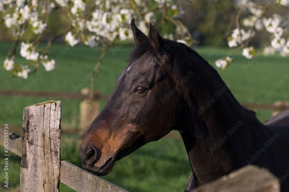 Obraz premium Kopf eines Pferdes