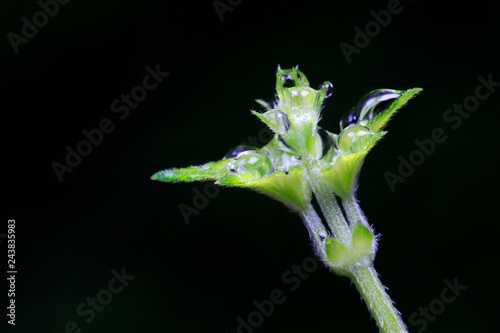 Humulus scandens