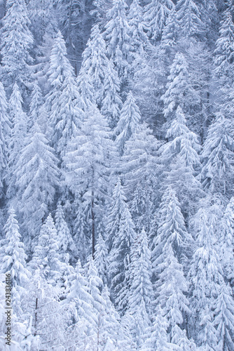 Winter forest