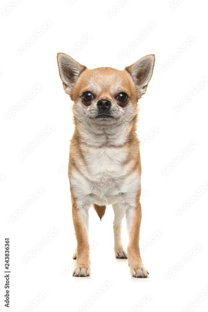 Pretty chihuahua dog standing looking at the camera seen from the front isolated on a white background