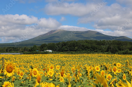 field of yellow flowers