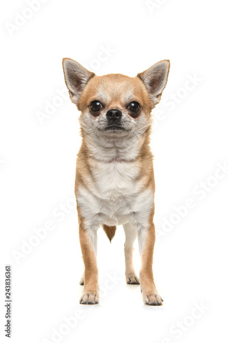 Pretty chihuahua dog standing looking at the camera seen from the front isolated on a white background © Elles Rijsdijk
