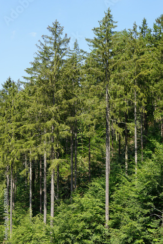 Принти на полотні european spruce trees or picea abies. Harz mountains in Germany