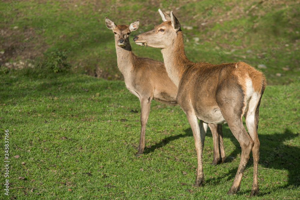 Hirsch, Reh, Rotwild, Wildtiere