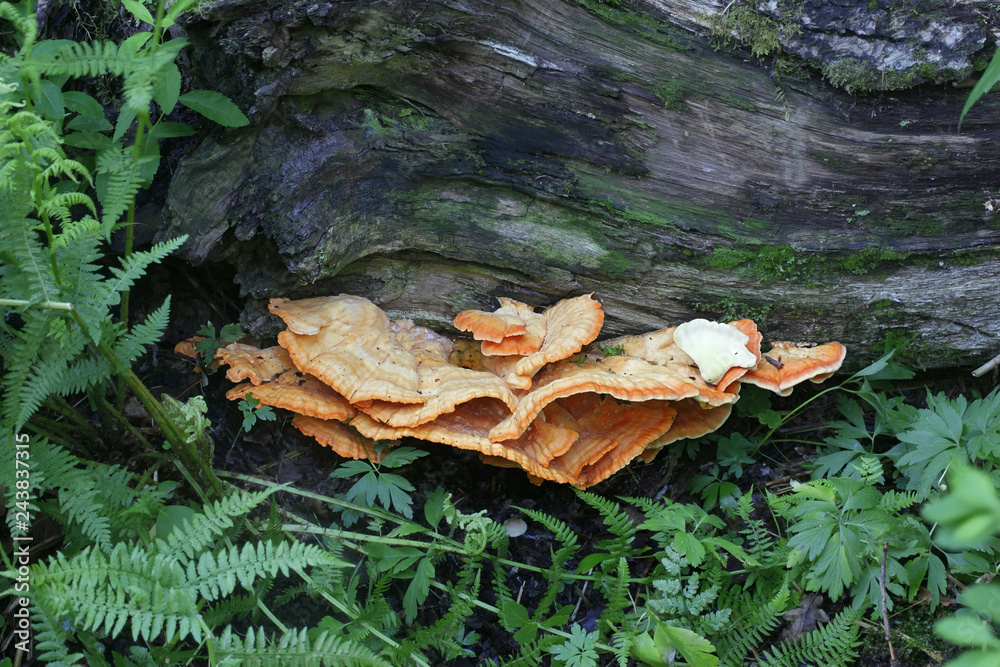 Crab-of-the-woods, also called sulphur polypore, sulphur shelf, and chicken-of-the-woods Crab-of-the-woods, also called sulphur polypore, sulphur shelf, and chicken-of-the-woods