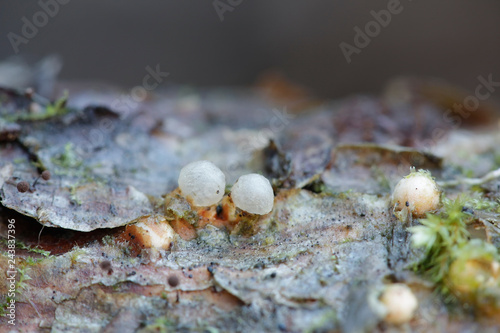 Sphaerobolus stellatus, commonly known as the cannon ball fungus