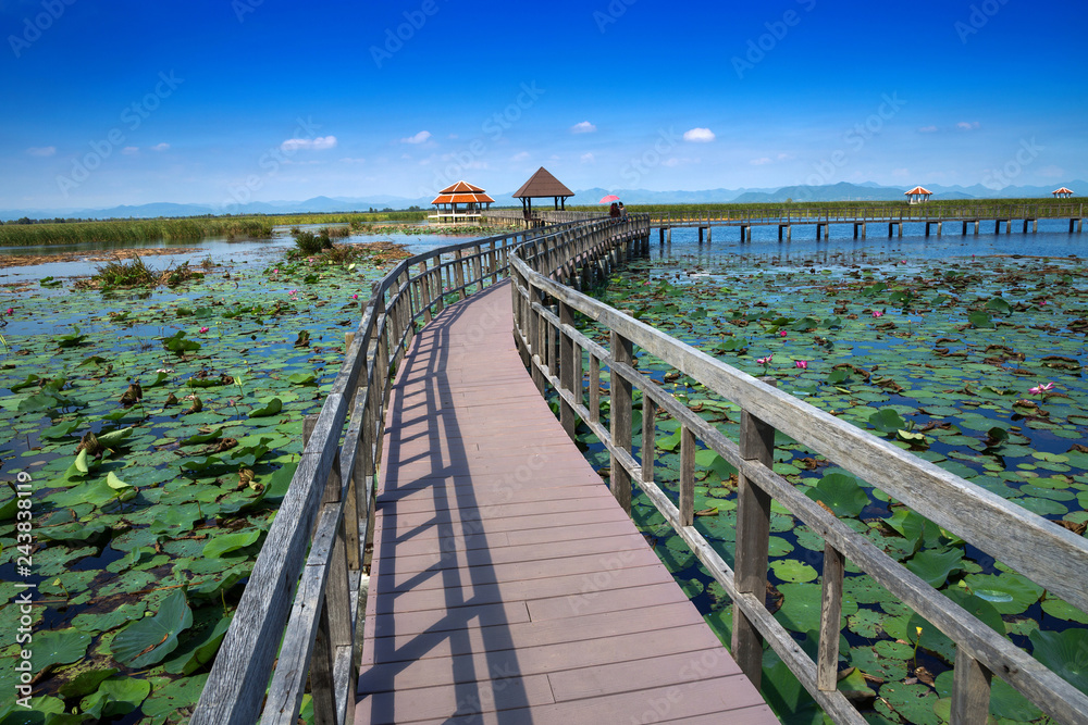 Natural wooden bridge in the lotus pond.