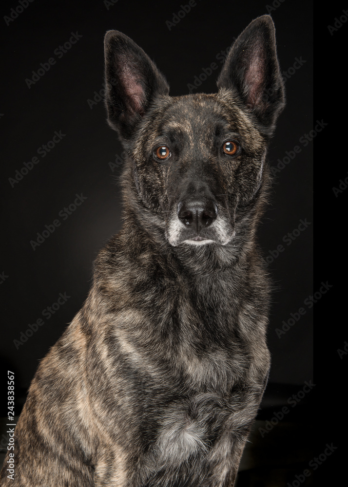 Portrait of a brindle dutch shepherd dog looking at the camera on a black background