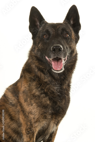 Photography Portrait of a brindle dutch shepherd dog looking at the camera with mouth open i