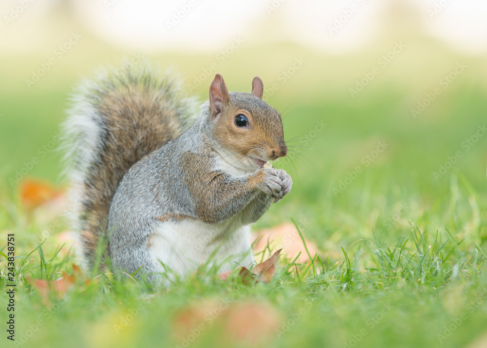 Cute gray squirrel sitting and eating in grass Cute gray squirrel sitting and eating in grass