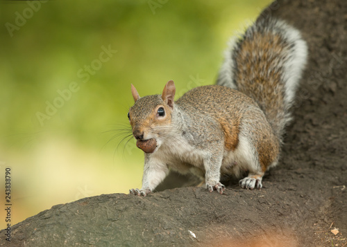 Cute gray squirrel sitting on a tree root holding a chesnut in its mouth