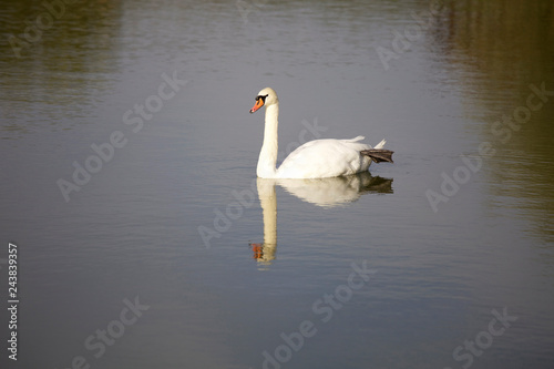 Beautiful white swan in the water