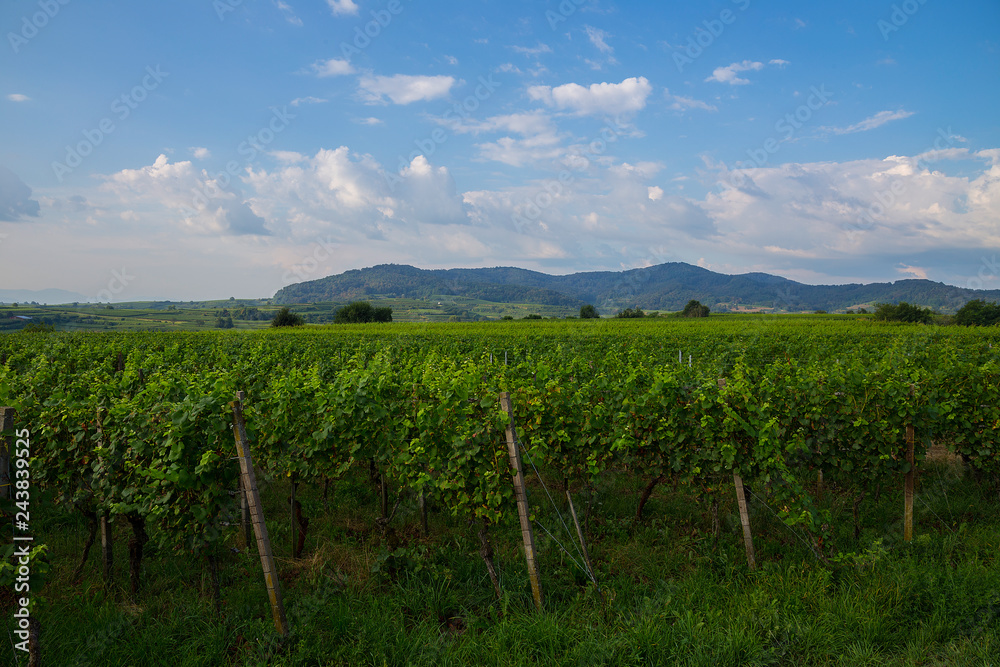 Obraz premium Weinberge Reben