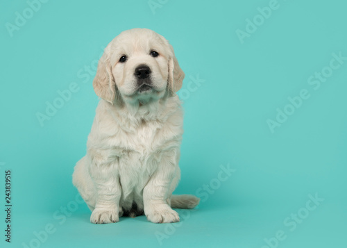 Cute golden retriever puppy looking at the camera sitting on a turquoise blue background