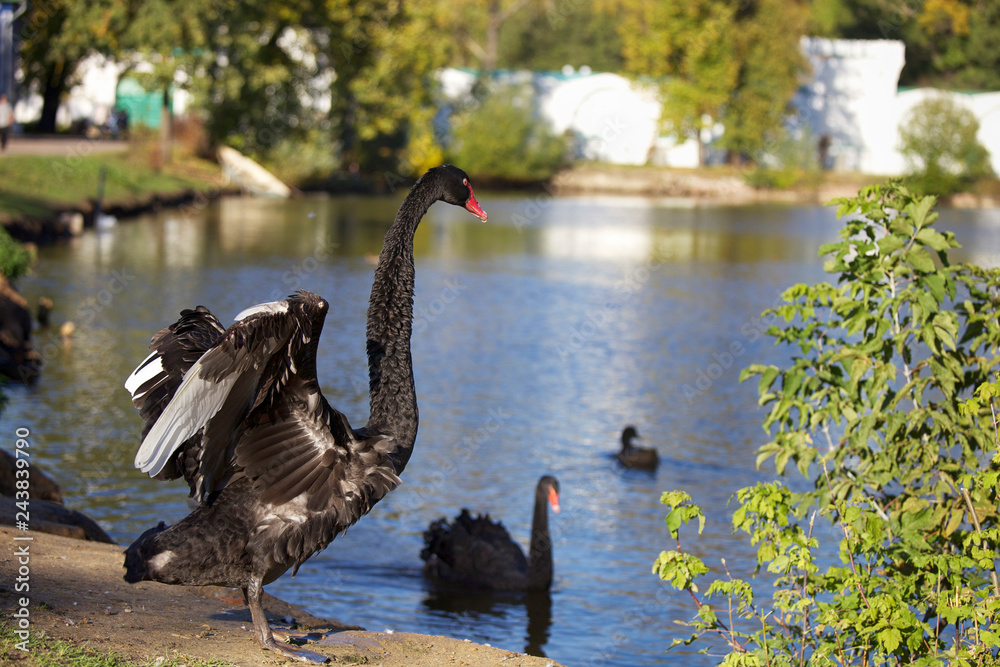 Fototapeta premium Beautiful black swans by the pond