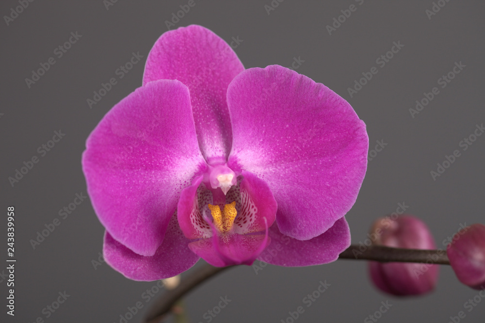 Beautiful flower pink orchid on gray background close up Beautiful flower pink orchid on gray background close up